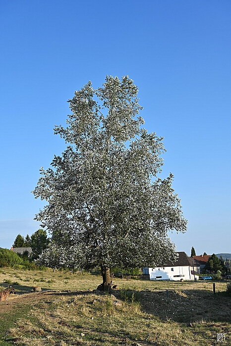 DRY_3130