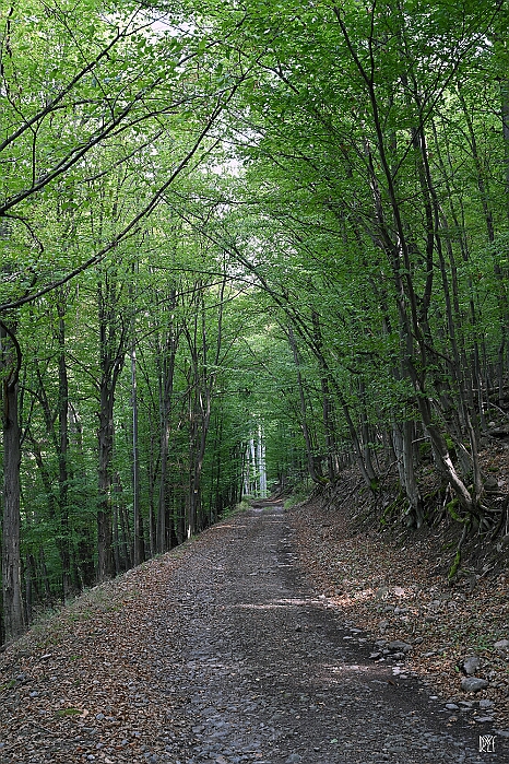 DRY_3382
