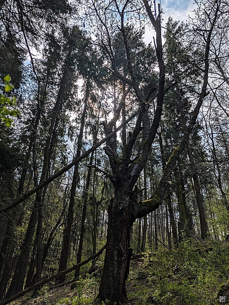 PXL_20250405_084318485