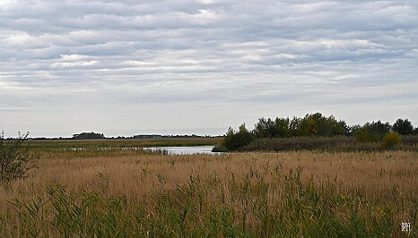 DRY_3651