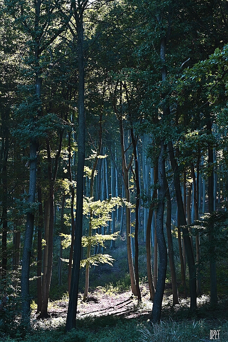 DRY_3551