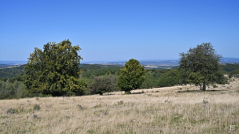 DRY_3443