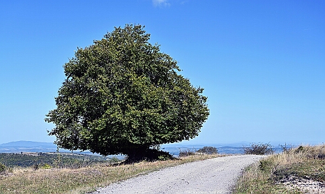 DRY_3445