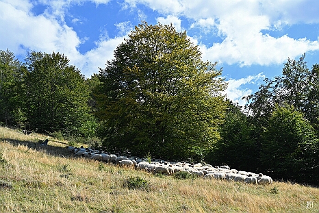 DRY_3468