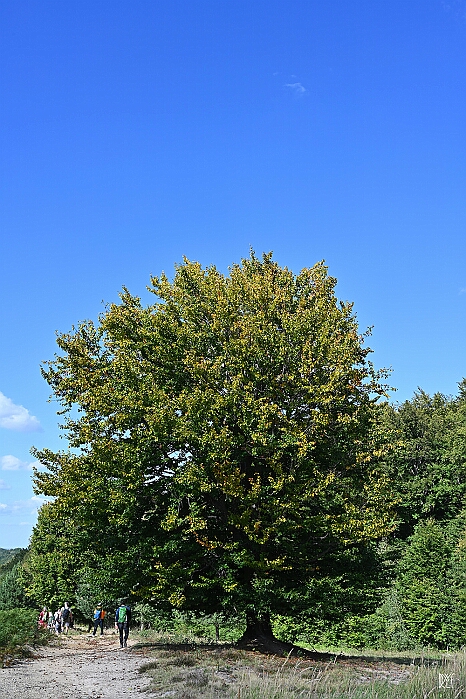 DRY_3472