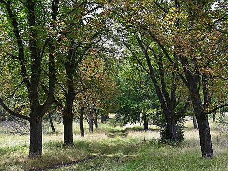 2025. július - Zemplén, Magyarország